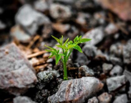 How We Grow