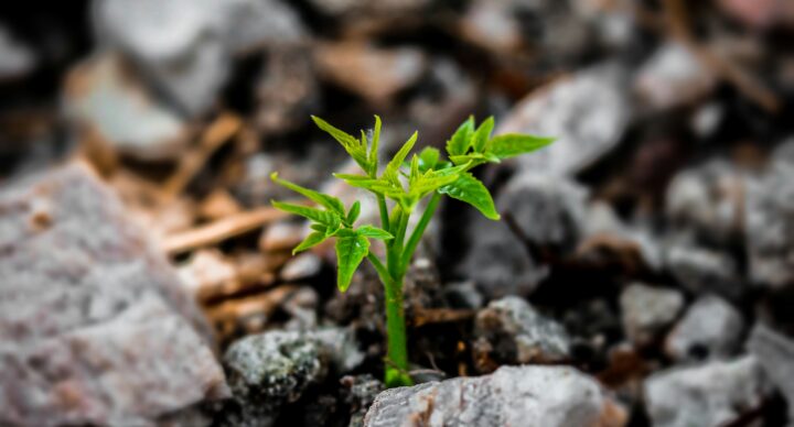 How We Grow
