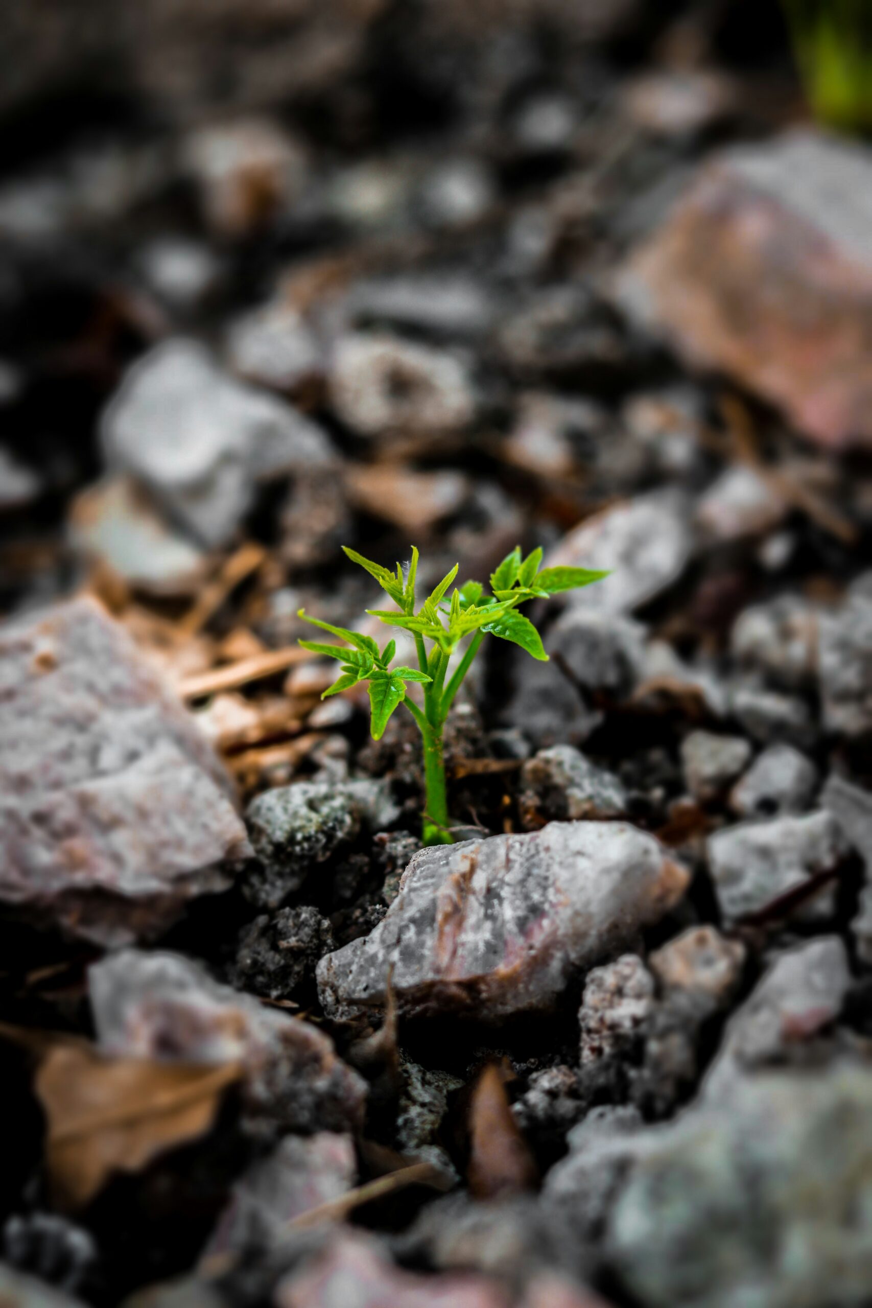 How We Grow